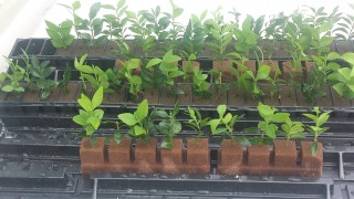 Image of a buxus trials growing in Oasis Growing Media from Advanced Grower Products NZ Ltd